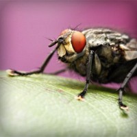 /album/bacentwolfco/photolia-a08-jpg/